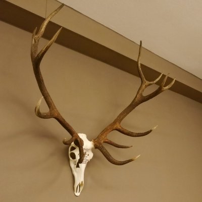 Rothirschgeweih ung. 14 ender Hirsch "Grafenwöhr" Höhe 103 cm Stangen Hirschgeweih Geweih