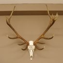 Rothirschgeweih ung. 14 ender Hirsch "Grafenwöhr" Höhe 103 cm Stangen Hirschgeweih Geweih