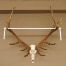 Rothirschgeweih ung. 14 ender Hirsch...