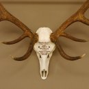 Rothirschgeweih ung. 14 ender Hirsch "Grafenwöhr" Höhe 103 cm Stangen Hirschgeweih Geweih