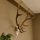 Rothirschgeweih ung. 14 ender Hirsch "Grafenwöhr" Höhe 103 cm Stangen Hirschgeweih Geweih