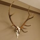 Rothirschgeweih ung. 14 ender Hirsch "Grafenwöhr" Höhe 103 cm Stangen Hirschgeweih Geweih