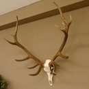 Rothirschgeweih ung. 14 ender Hirsch "Grafenwöhr" Höhe 103 cm Stangen Hirschgeweih Geweih