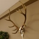 Rothirschgeweih ung. 14 ender Hirsch "Grafenwöhr" Höhe 103 cm Stangen Hirschgeweih Geweih