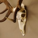 Rothirschgeweih ung. 14 ender Hirsch "Grafenwöhr" Höhe 103 cm Stangen Hirschgeweih Geweih