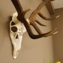 Rothirschgeweih ung. 14 ender Hirsch "Grafenwöhr" Höhe 103 cm Stangen Hirschgeweih Geweih