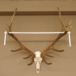 Rothirschgeweih ung. 14 ender Hirsch "Grafenwöhr" Höhe 103 cm Stangen Hirschgeweih Geweih