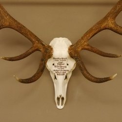 Rothirschgeweih ung. 14 ender Hirsch "Grafenwöhr" Höhe 103 cm Stangen Hirschgeweih Geweih