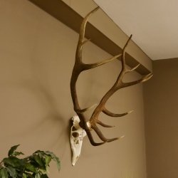 Rothirschgeweih ung. 14 ender Hirsch "Grafenwöhr" Höhe 103 cm Stangen Hirschgeweih Geweih