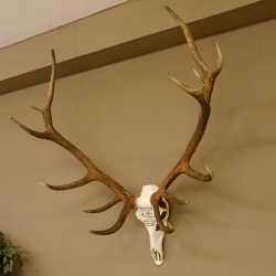 Rothirschgeweih ung. 14 ender Hirsch "Grafenwöhr" Höhe 103 cm Stangen Hirschgeweih Geweih