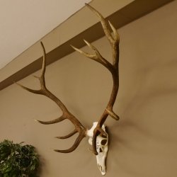 Rothirschgeweih ung. 14 ender Hirsch "Grafenwöhr" Höhe 103 cm Stangen Hirschgeweih Geweih