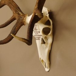 Rothirschgeweih ung. 14 ender Hirsch "Grafenwöhr" Höhe 103 cm Stangen Hirschgeweih Geweih