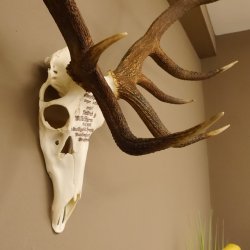 Rothirschgeweih ung. 14 ender Hirsch "Grafenwöhr" Höhe 103 cm Stangen Hirschgeweih Geweih