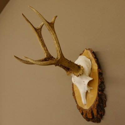 Rehgeweih Reh Gehörn Bock Rehgehörn Geweih Birke Schild 609.76