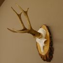 Rehgeweih Reh Gehörn Bock Rehgehörn Geweih Birke Schild 609.76