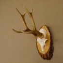 Rehgeweih Reh Gehörn Bock Rehgehörn Geweih Birke Schild 609.76