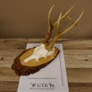 Rehgeweih Reh Gehörn Bock Rehgehörn Geweih Birke Schild 609.76