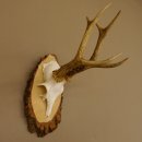 Rehgeweih Reh Gehörn Bock Rehgehörn Geweih Birke Schild 609.76