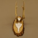 Rehgeweih Reh Gehörn Bock Rehgehörn Geweih Birke Schild 609.76