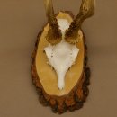Rehgeweih Reh Gehörn Bock Rehgehörn Geweih Birke Schild 609.76