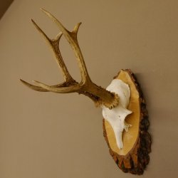 Rehgeweih Reh Gehörn Bock Rehgehörn Geweih Birke Schild 609.76