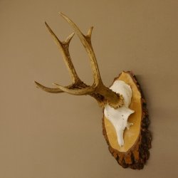 Rehgeweih Reh Gehörn Bock Rehgehörn Geweih Birke Schild 609.76
