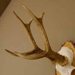 Rehgeweih Reh Gehörn Bock Rehgehörn Geweih Birke Schild 609.76