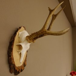 Rehgeweih Reh Gehörn Bock Rehgehörn Geweih Birke Schild 609.76