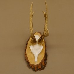 Rehgeweih Reh Gehörn Bock Rehgehörn Geweih Birke Schild 609.76