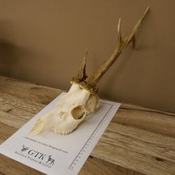 Rehbock abnorm "Stangenbruch" Gewicht 360 g Reh Bock Geweih Rehgeweih 608.119
