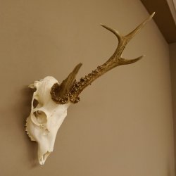 Rehbock abnorm "Stangenbruch" Gewicht 360 g Reh Bock Geweih Rehgeweih 608.119