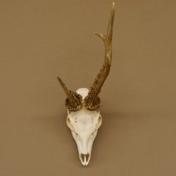 Rehbock abnorm "Stangenbruch" Gewicht 360 g Reh Bock Geweih Rehgeweih 608.119