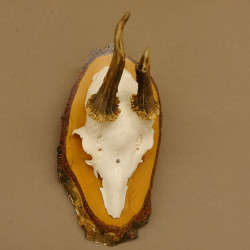 Rehbock Methusalem Reh Bock Geweih Rehgeweih auf Birken Schild 607.138