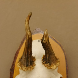Rehbock Methusalem Reh Bock Geweih Rehgeweih auf Birken Schild 607.138