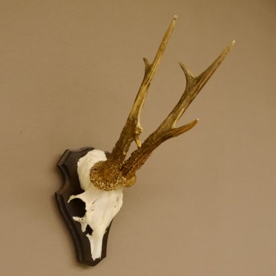 Rehbock "Mörderbock" HL 25,5 cm abnormes Reh Bock Geweih Rehgeweih auf Trophäenschild