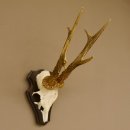 Rehbock "Mörderbock" HL 25,5 cm abnormes Reh Bock Geweih Rehgeweih auf Trophäenschild