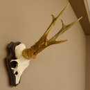 Rehbock "Mörderbock" HL 25,5 cm abnormes Reh Bock Geweih Rehgeweih auf Trophäenschild