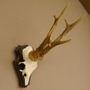 Rehbock "Mörderbock" HL 25,5 cm abnormes Reh Bock Geweih Rehgeweih auf Trophäenschild