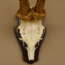 Rehbock "Mörderbock" HL 25,5 cm abnormes Reh Bock Geweih Rehgeweih auf Trophäenschild
