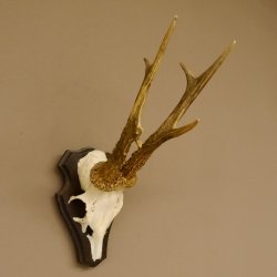 Rehbock "Mörderbock" HL 25,5 cm abnormes Reh Bock Geweih Rehgeweih auf Trophäenschild