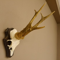 Rehbock "Mörderbock" HL 25,5 cm abnormes Reh Bock Geweih Rehgeweih auf Trophäenschild