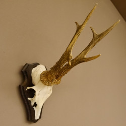 Rehbock "Mörderbock" HL 25,5 cm abnormes Reh Bock Geweih Rehgeweih auf Trophäenschild