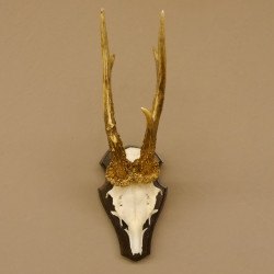 Rehbock "Mörderbock" HL 25,5 cm abnormes Reh Bock Geweih Rehgeweih auf Trophäenschild