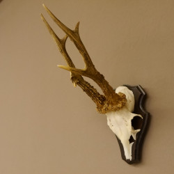 Rehbock "Mörderbock" HL 25,5 cm abnormes Reh Bock Geweih Rehgeweih auf Trophäenschild
