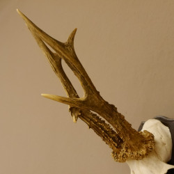 Rehbock "Mörderbock" HL 25,5 cm abnormes Reh Bock Geweih Rehgeweih auf Trophäenschild
