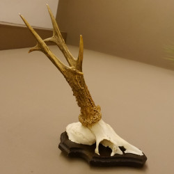 Rehbock "Mörderbock" HL 25,5 cm abnormes Reh Bock Geweih Rehgeweih auf Trophäenschild