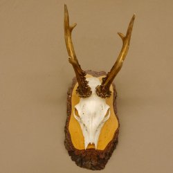 Rehbock Reh Bock Geweih Rehgeweih auf Birke Schild 604.162