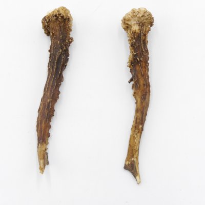 Reh Geweih Stangen Paar Rehstangen 2 Stück Länge 12 cm 14.2.429