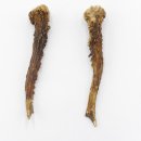 Reh Geweih Stangen Paar Rehstangen 2 Stück Länge 12 cm 14.2.429