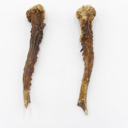 Reh Geweih Stangen Paar Rehstangen 2 Stück Länge 12 cm 14.2.429